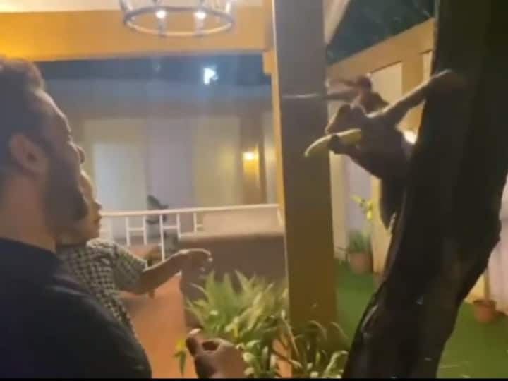 Salman Khan Video: Arpita की बेटी Ayat Sharma के साथ बंदरों को चिप्स और केले खिलाते नजर आए Salman khan, देखिए क्यूट वीडियो