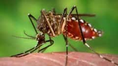 Dengue: জলপাইগুড়িতে ডেঙ্গির দাপট, এখনও পর্যন্ত আক্রান্ত ৮২| Bangla News