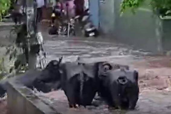 Tirupati Rains: తిరుపతి శివజ్యోతి నగర్ లో భారీవర్షం.. నీటిలో కొట్టుకుపోతున్న మూగజీవాలు