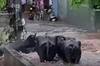 Tirupati Rains: తిరుపతి శివజ్యోతి నగర్ లో భారీవర్షం.. నీటిలో కొట్టుకుపోతున్న మూగజీవాలు