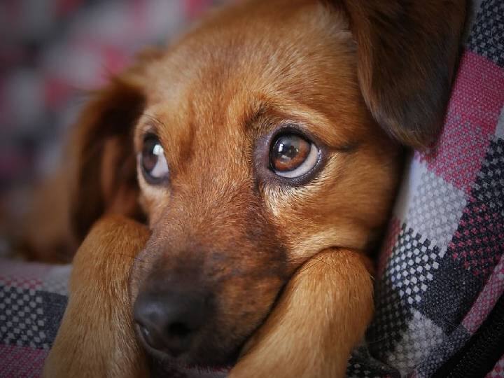 Researchers Working on a way that Dogs can video call its owners with this new invention when pets get anxiety Dog Video Call: ఇంట్లో మీ కుక్క ఒక్కటే ఉందా.. అదే మీకు వీడియో కాల్ చేయవచ్చు.. ఎలా అంటే?