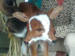 इंदौर में 4 आंख और 2 मुंह वाला अनोखा गाय का बछड़ा, लोग चमत्कार मान कर रहे हैं पूजा