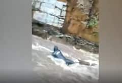 Kadapa Rains: కడప హైవే రోడ్డులో ఉద్ధృతంగా ప్రవహిస్తున్న వరదనీరు....ప్రవాహానికి కొట్టుకుపోతున్న‌ వ్యక్తి