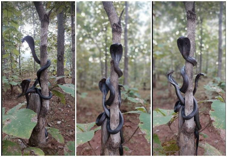 A Viral photograph of three cobras from Maharashtra shared by IFS officer Sushanta Nanda in his Twitter VIRAL PHOTO | பின்னிப் பிணைந்திருக்கும் மூன்று நாகப் பாம்புகள்.. இணையத்தில் பரவும் வைரல் படம்!