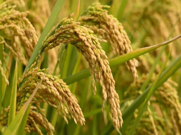 Rice millers in Nizamabad are confused by the government's decision not to cultivate rice Nizamabad: వరి సాగుకు సర్కార్ నో.. సంక్షోభంలో రైస్ మిల్లులు