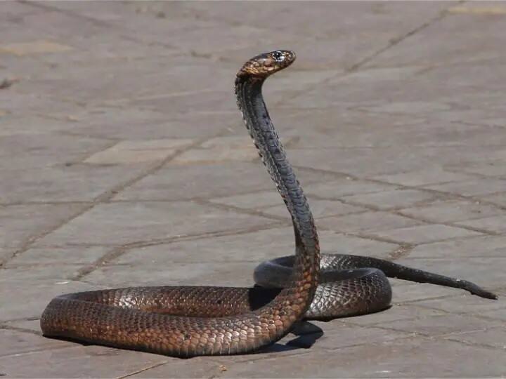 Viral video: Jaw-Dropping Pics Of 3 Cobras In Maharashtra Forest Viral Picture: দেখুন-গাছে জড়িয়ে  ফনা দোলাচ্ছে তিন-তিনটে কেউটে,  ছবি ভাইরাল