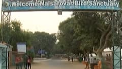 નળ સરોવરમાં વિદેશી પક્ષીઓનું આગમન, પ્રવાસીઓ ઉમટ્યા; જુઓ ગુજરાતી ન્યૂઝ