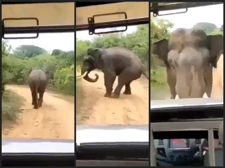 The elephant chasing the jeep that followed; Video viral released by Forest Officer Watch Video: பின்தொடர்ந்து சென்று ஜீப்பை துரத்தும் யானை; வனத்துறை அதிகாரி வெளியிட்ட விடியோ வைரல்!