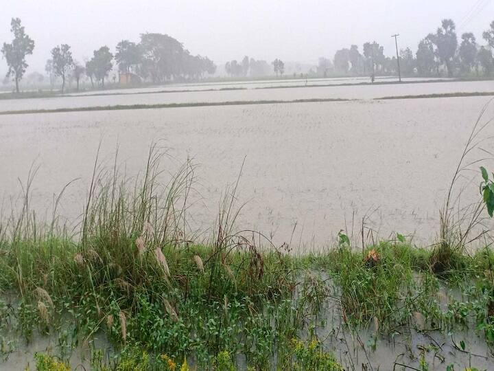 Continued heavy rains in Thiruvarur - Another 10,000 acres of paddy fields submerged திருவாரூரில் தொடர் கனமழை - மேலும் 10,000 ஏக்கர் நெற்பயிர்கள் நீரில் மூழ்கின