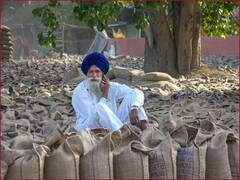 MSP Guarantee Bill: नरेंद्र मोदी सरकार क्या अब MSP पर कानून भी बनाएगी?