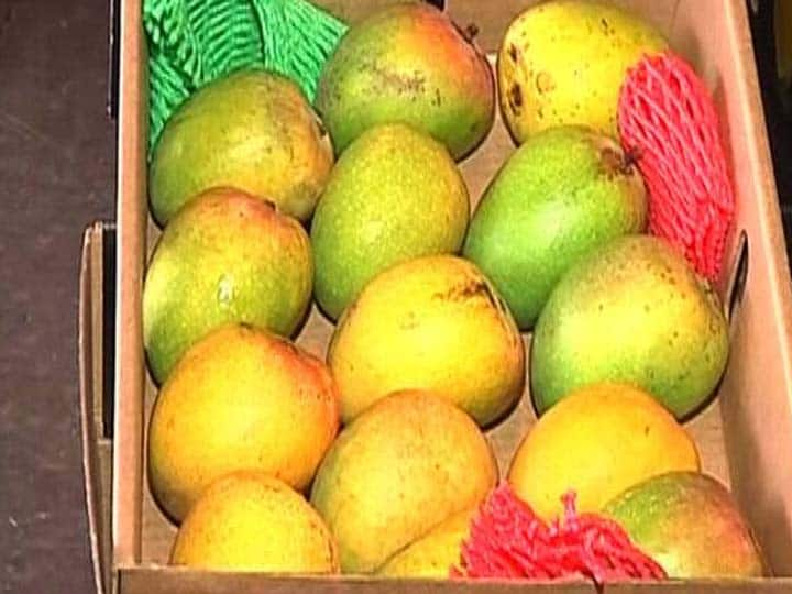 Mango : नैसर्गिक संकटं आणि असंख्य आव्हानं पेलत हापूस आंबा आता सातासमुद्रापार पोहोचलाय. परदेशातून या आंब्याला मोठी मागणी आहे.