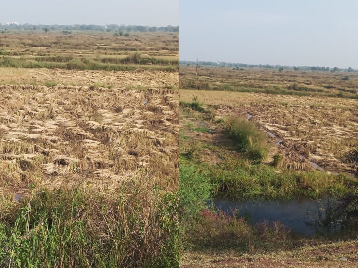 Raipur News: रायपुर जिले में 8 गांव के किसान इस साल धान नहीं बेच पाएंगे धान, जानें वजह?