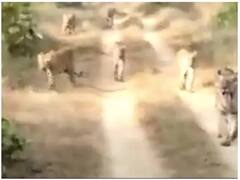 Viral Video: महाराष्ट्र में दिखा अद्भुत नजारा, जंगल में एक साथ घूमते पाया गया 6 बाघों का झुंड, देखें Video