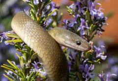 Naag Diwali 2021: कब है नाग दिवाली, जानिए पौराणिक कथा और महत्व 