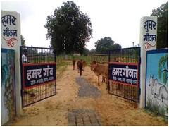 Chhattisgarh News: छत्तीसगढ़ के गौठानों में अब गोबर से प्राकृतिक पेंट बनाएगी सरकार, सीएम भूपेश की मौजूदगी में 21 नवम्बर को होगा एमओयू