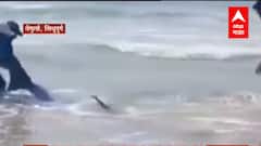 Dolphin Sindhudurg : सिंधुदुर्गात मोचेमाड येथील समुद्राकिनारी मासेमारी करताना डॉल्फिन जाळ्यात