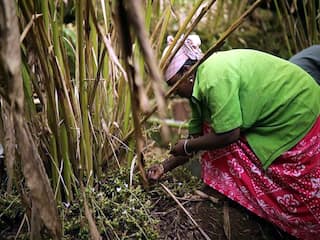 தொடர் மழையால் ஏலக்காய் சாகுபடி பாதிப்பு - ஒரு கிலோ சராசரியாக 950க்கு விற்பனை
