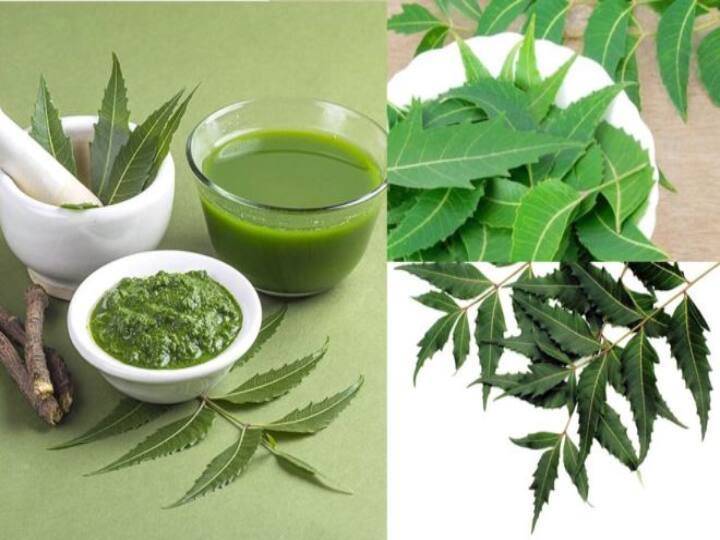 Are there so many benefits to eating neem leaves in daily? Neem Leaves | வேப்பிலையை உணவில் சேர்த்தால் இந்த நன்மைகளா?  இது தெரிஞ்சா மிஸ் பண்ணவே மாட்டீங்க..