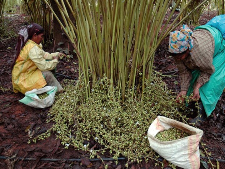 தொடர் மழையால் ஏலக்காய் சாகுபடி பாதிப்பு - ஒரு கிலோ சராசரியாக 950க்கு விற்பனை