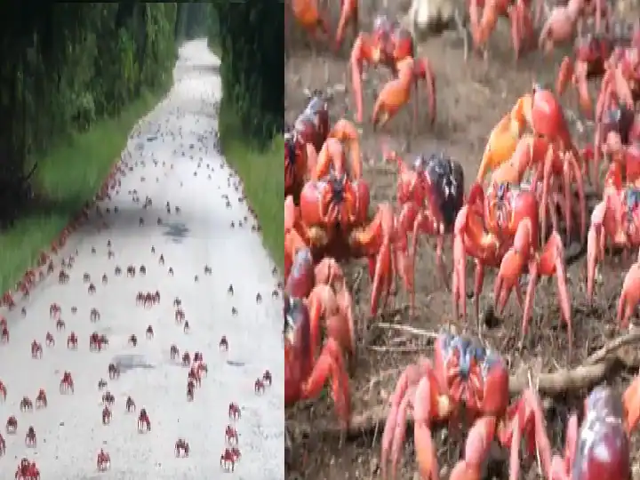 Red Army Viral Video : ਸੜਕ 'ਤੇ ਲੱਖਾਂ ਦੀ ਗਿਣਤੀ 'ਚ ਆਏ ਲਾਲ ਕੇਕੜੇ, ਲੋਕਾਂ ਨੇ ਕਿਹਾ- 'ਇਹ ਤਾਂ ਐਨੀਮੇਸ਼ਨ ਫਿਲਮ ਵਰਗਾ ਹੈ'