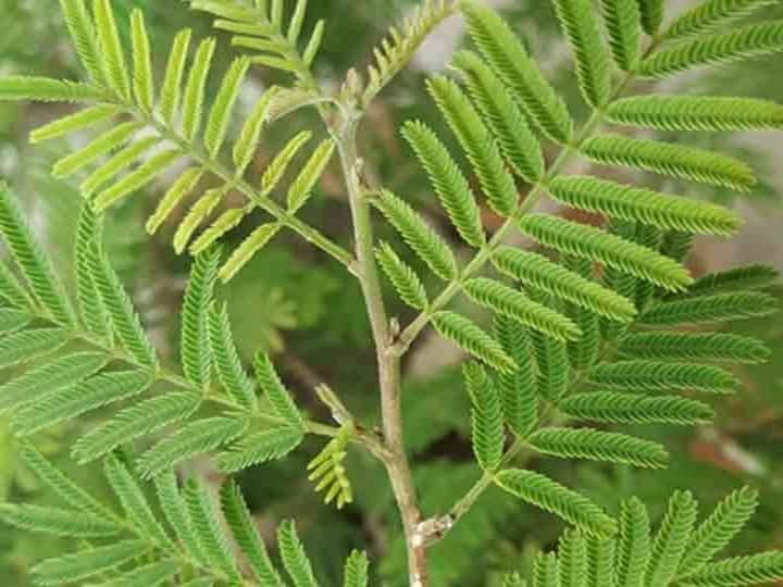 tree worship which tree or plant related to which god worship according to day to get blessings Tree Worship: इन पेड़ों में है देवताओं का वास, जानें किस वृक्ष की पूजा से मिलेगा कौन से देव का आशीर्वाद