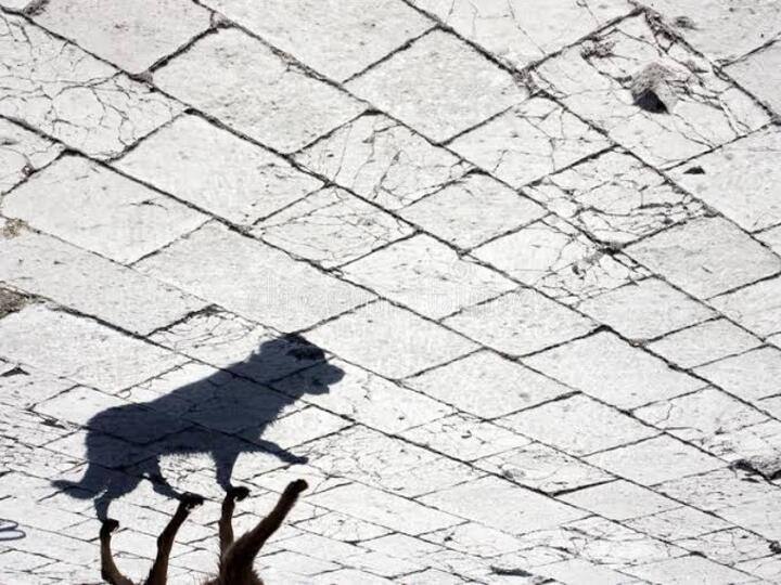 Two booked after mob ‘kills dog, takes out procession of body’ in Ahmedabad நாயை மூங்கிலால் அடித்துக்கொன்று, கழுத்தில் கயிறு கட்டி ஊர்வலம்.. இருவர் மீது வழக்குப்பதிவு