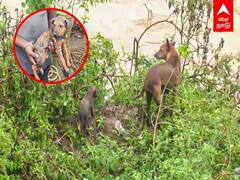 Pallar Flood: சுற்றிலும் வெள்ளம்... தாய் நாய், குட்டி நாயின் பாசப்போராட்டம்