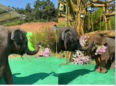 Viral Video: हाथी ने इस खूबसूरत अंदाज में अपने प्रेमिका को किया प्रपोज, आप भी देखें ये बेहद क्यूट वीडियो