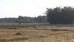 Bangla News: জমি জটে দুই সুর, জাতীয় সড়ক তৈরিতে জমি জটে দ্বিধাবিভক্ত কৃষকরা