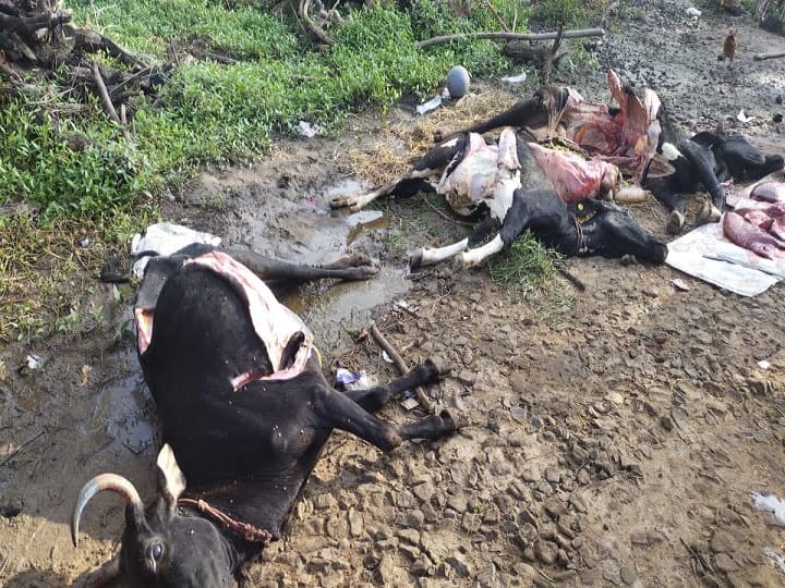 Echo of syphilis attack - 3 cows die in one day in Thiruvarur கோமாரி நோய் தாக்குதல் எதிரொலி - திருவாரூரில் ஒரே நாளில் 3 பசுக்கள் உயிரிழப்பு