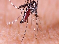 Maharashtra News: कोरोना काल के दौरान महाराष्ट्र में दो गुने हुए मलेरिया के मामले, जानें- क्या बोले एक्सपर्ट्स