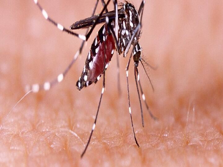 Kolkata Physicians advised to be careful as there is a risk of dengue outbreak Due recent rain Kolkata News: নিম্নচাপের বৃষ্টির জেরে ডেঙ্গির প্রকোপ বৃদ্ধির আশঙ্কা, সতর্ক থাকার পরামর্শ চিকিৎসকদের