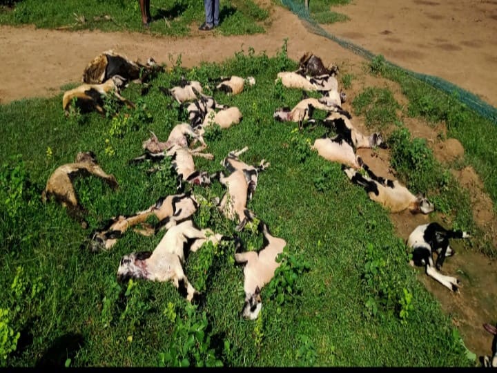 நாய் கடித்து 33 ஆடுகள் உயிரிழப்பு; கானை நோயால் 20க்கும் மேற்பட்ட மாடுகள் பலி 33 goats and more than 20 cows killed in Sivagangai tragedy நாய் கடித்து 33 ஆடுகள் உயிரிழப்பு; கானை நோயால் 20க்கும் மேற்பட்ட மாடுகள் பலி