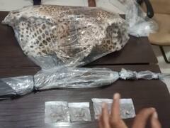 Indore News: तेंदुए की खाल और नाखूनों की तस्करी करने वाले गिरोह का पर्दाफाश, 5 लोग गिरफ्तार