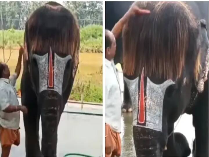 Video of Mahout combing hair of temple elephant goes viral in instagram Watch Video | கோயில் யானைக்கு தலை சீவும் பாகன்- வைரல் வீடியோ..!