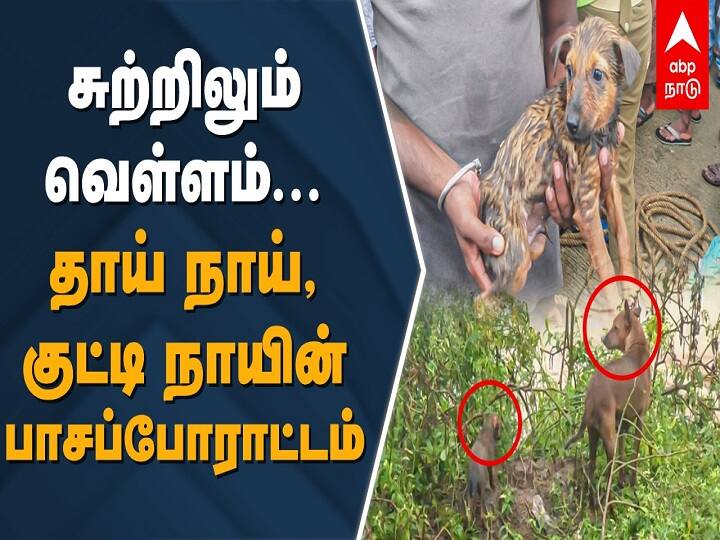 Watch Video: Rescue of dogs trapped with their mother in the floods of the Palaru River Watch Video: உயிர்பயத்தை வென்ற தாயன்பு.. தாய், குட்டி நாயின் பாசப்போராட்டம்.. மீட்டெடுத்த மேஜிக்..