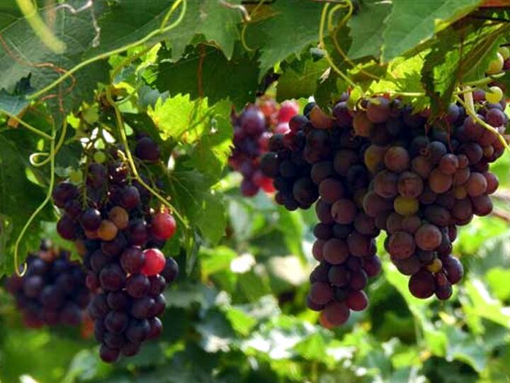Northeast monsoon echo - black grape prices fall in Theni வடகிழக்கு பருவமழை எதிரொலி - தேனியில் பன்னீர் திராட்சை விலை வீழ்ச்சி