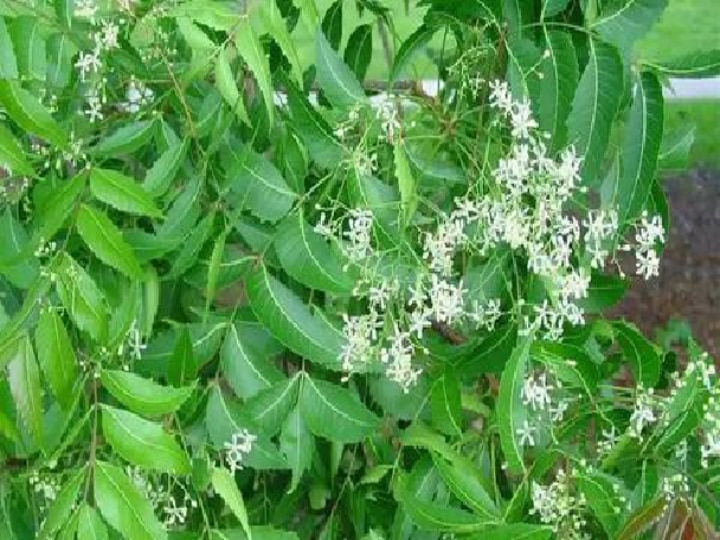 Neem Leaves | வேப்பிலையை உணவில் சேர்த்தால் இந்த நன்மைகளா?  இது தெரிஞ்சா மிஸ் பண்ணவே மாட்டீங்க..