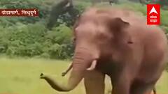 Sindhudurga: आधी पावसाचं संकट, आता हत्तीचं- भात आणि केळी बागायतीचं नुकसान