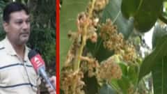 નવસારીઃ ચીકુના પાકને કમોસમી વરસાદનું લાગ્યું ગ્રહણ, તૈયાર પાકને નુકસાન