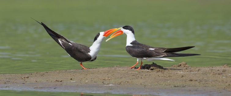National Chambal Sanctuary में पाए जाते हैं 330 प्रजातियों के पक्षी, बर्ड लवर्स के लिए बेहद खास है ये जगह