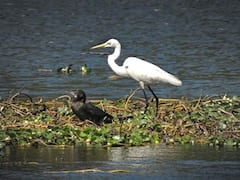 Nawabganj Bird Sanctuary: 5 हजार किलोमीटर की दूरी तय करके यहां आते हैं साइबेरियाई पक्षी, 250 से ज्यादा प्रजाति की पक्षियों का है ठिकाना