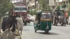 વડોદરા શહેર હવે એક જ મહિનામાં બનશે ઢોરમુક્ત, યુદ્ધના ધોરણે ચાલી રહી છે કામગીરી