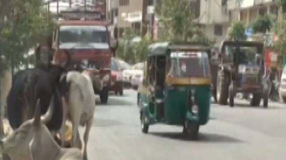 વડોદરા શહેર હવે એક જ મહિનામાં બનશે ઢોરમુક્ત, યુદ્ધના ધોરણે ચાલી રહી છે કામગીરી