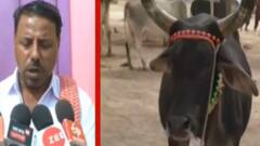 કચ્છઃ 13માં બન્ની પશુ પ્રદર્શન હરીફાઈનું આયોજન, MLA નિમાબેન આચાર્યએ કર્યુ ઉદ્ધાટન