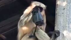 નવસારીઃ આ ગામમાં આતંક મચાવનાર કપિરાજ પુરાયા પાંજરે, જુઓ ગુજરાતી ન્યૂઝ