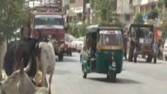 અમદાવાદઃ રખડતા ઢોર અંગે મનપાનું CNCD વિભાગ આવ્યું એક્શનમાં, જુઓ ગુજરાતી ન્યૂઝ