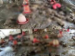 விழுப்புரம் கனமழை : பண்ணையில் வெள்ள நீர் புகுந்ததால் சுமார் 20000 கோழிகள் உயிரிழப்பு