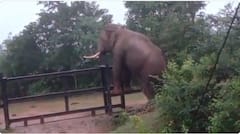 Viral Video: জঙ্গলে লোহার বেড়া টপকালো হাতি, ভিডিও ভাইরাল, বাধা সরানো হোক, আর্তি ইন্টারনেটে