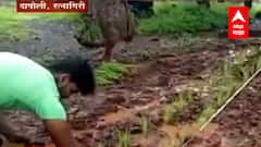 Ratnagiri: कोकणातल्या मातीतील पहिलाच प्रयोग, लाल तांदळाची शेती ABP Majha